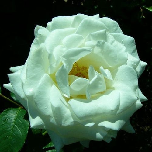 Rosa de fragancia intensa - Rosa - Letizia® - 